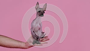 Front view of a small Mexican hairless dog sitting in the palm of the owner on a pink background in the studio. The pet
