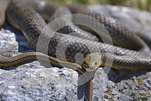 Front view of a snake on a rock