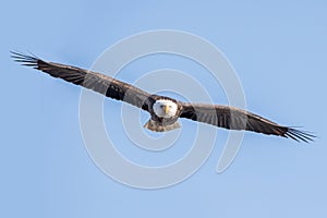 Front view of Soaring eagle in blue sky with full wingspan