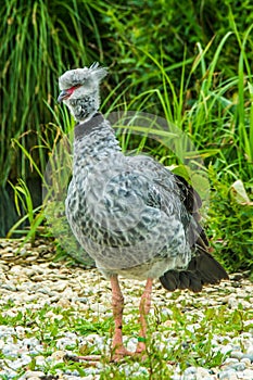 Front view of the southern or crested screamer