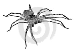 A front view of spider.
