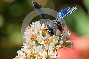 Front view spider wasp