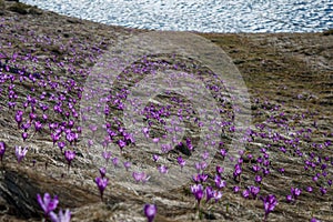 front view of spring crocuses on meadow