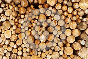 Front view stacked tree logs background