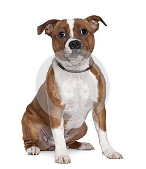 Front view of Stafford Bull Terrier, sitting