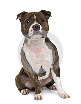 Front view of Staffordshire bull terrier sitting