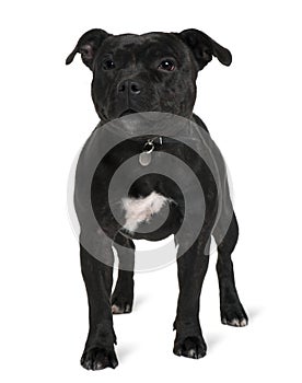 Front view of Staffordshire bull terrier, standing