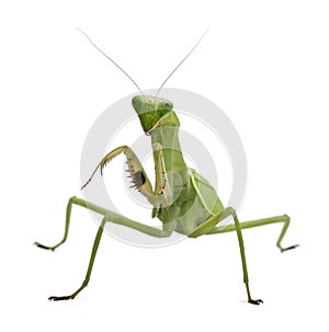 Front view of Stagmatoptera Sp, standing