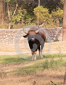 Front view of standing Gaur, Bos gaurus or Indian bison in the cage of chhatbir zoo
