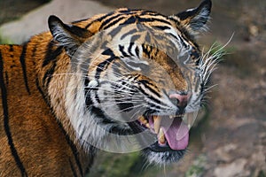 Front view of Sumatran tiger. Portrait of Sumatran tiger