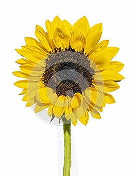Front view of a sunflower in full bloom