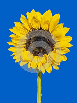Front view of a sunflower in full bloom on blue background