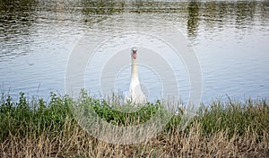 Front view on swan looking at camera. A white swan is floating in the water. Wild swan swimming on the lake