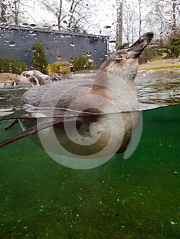 Front view of swimming Pinguin under water