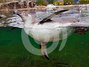 Front view of swimming Pinguin under water