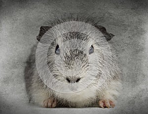 Front view of a Swiss Teddy Guinea Pig facing,