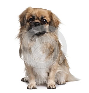 Front view of Teckel Spaniel, sitting photo