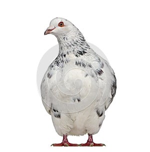 Front view of a Texan pigeon questioning photo