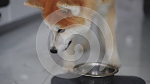 Front view thirsty dog drinking water from bowl in slow motion. Furry adorable Akita enjoying refreshing drink at home