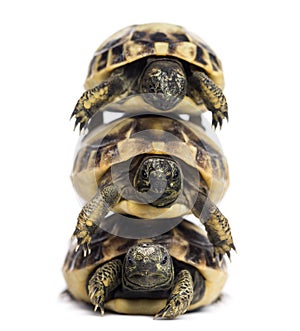 Front view of three baby Hermann's tortoise piled up