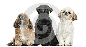Front view of three dogs sitting in a row, isolated