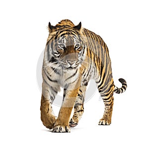 Front view of a tiger walking
