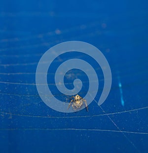 Front view of a tiny baby grass spider on blue background