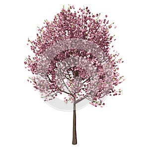 Front view of Tree Cherry tree  Plant png illustration vector