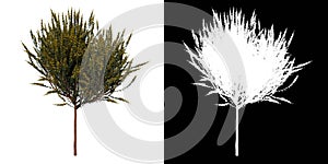 Front view tree Cytisus scoparius common broom 3 white background alpha png 3D Rendering Ilustracion 3D photo