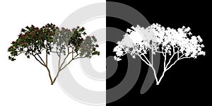 Front view tree Franchipan Plumeria Rubra tree 1  white background alpha png 3D Rendering 3D Ilustracion