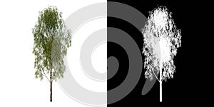 Front view tree ( Silver Birch Betula pendula ) white background alpha png 3D Rendering Ilustracion 3D photo