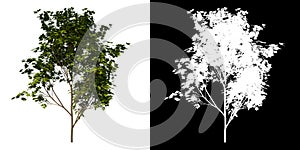 Front view tree (Young Arce Saccharum 3) white background alpha png 3D Rendering Ilustracion 3D photo