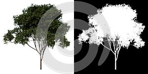 Front view tree Young mahogany Caoba 1 white background alpha png 3D Rendering Ilustracion 3D photo