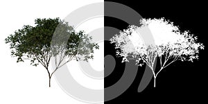 Front view tree Young mahogany Caoba 3 white background alpha png 3D Rendering Ilustracion 3D photo