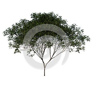 Front view tree Young mahogany Caoba 3 white background 3D Rendering Ilustracion 3D photo