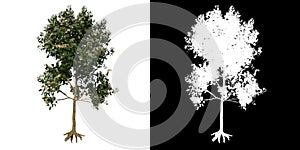 Front view tree Young Sea Apple 2 white background alpha png 3D Rendering Ilustracion 3D photo