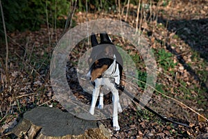 Front view of a tri color basenji looking on a forest ground in meppen emsland germany