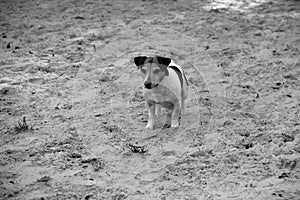 Front view of a a tri color jack russel terrier stand on the sand in meppen emsland germany