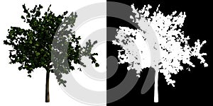 Front view tropical plant tree bush Terminalia Cattapa white background alpha png 3D Rendering Ilustracion 3D photo