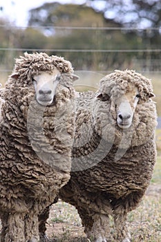 Front view of two Australian sheep with Merino wool