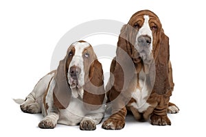 Front view of Two Basset Hounds, sitting