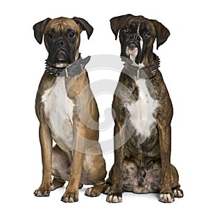 Front view of Two Boxer dogs, sitting