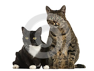 Front view of two European shorthair cats, isolated