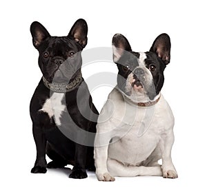 Front view of Two French Bulldogs, sitting