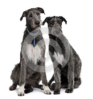 Front view of Two Irish Wolfhounds sitting