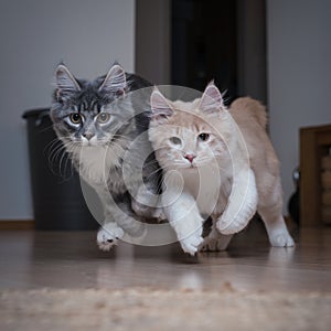 Two maine coon kittens playing and running