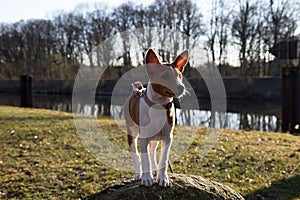 Front view of a two tone basenji puppy looking and standing on a rock in meppen emsland germany