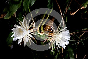 Front view of a two white blossom of the queen of the night Epiphyllum oxypetalum Cactus plant, night blooming, with charming, photo