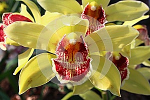 Front view of two yellow orchid flowers of Cymbidium kind with patchy yellow to red lower labellum petal