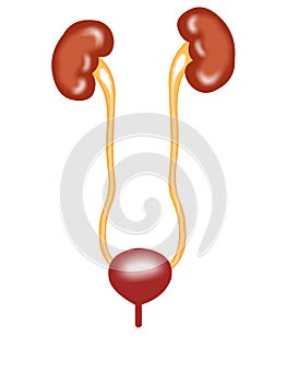 Front view of urinary tract photo